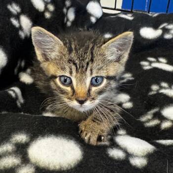 Rescue Domestic Short Hair Cats for Adoption in Clarksdale, Mississippi - Thor | PetCurious