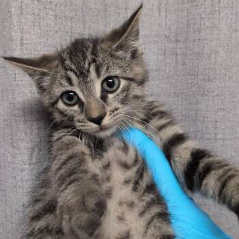 Q-Tip -  Domestic Short Hair Cat for Adoption in Hattiesburg, Mississippi - Q-Tip | PetCurious
