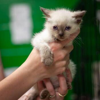 Solstice -  Siamese Cat for Adoption in Olean, New York - Solstice | PetCurious