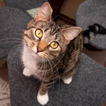 Monkey -  Domestic Short Hair Cat for Adoption in Des Moines, Iowa - Monkey | PetCurious
