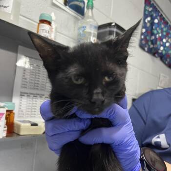 Sabrina -  Domestic Short Hair Cat for Adoption in Summerville, South Carolina - Sabrina | PetCurious
