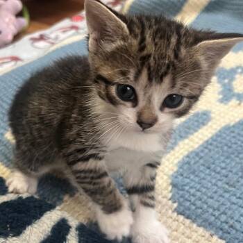 Princess Bitsy -  Domestic Short Hair Cat for Adoption in East Hanover, New Jersey - Princess Bitsy | PetCurious