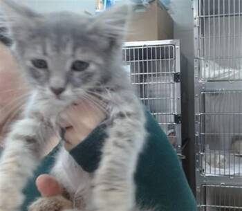 SILVER -  Domestic Medium Hair Cat for Adoption in Salinas, California - SILVER | PetCurious
