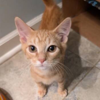 horse -  Domestic Short Hair Cat for Adoption in Columbiana, Alabama - Horse | PetCurious