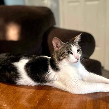 Rescue Domestic Short Hair Cats for Adoption in Gladstone, Oregon - Olive | PetCurious