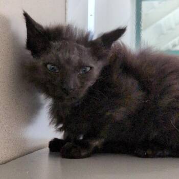 Whale -  Domestic Medium Hair Cat for Adoption in Reno, Nevada - Whale | PetCurious