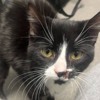 Domestic Short Hair Cats Available for Adoption - Commander Picklepuff | PetCurious