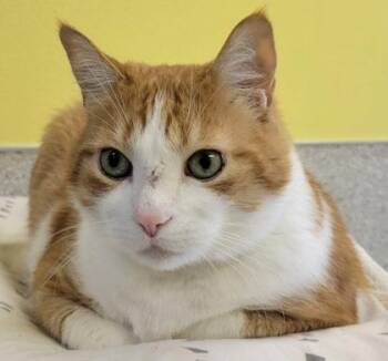 Gordy -  Domestic Short Hair Cat for Adoption in Eugene, Oregon - Gordy | PetCurious