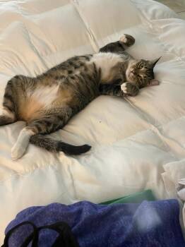 Zz Lucky -  Domestic Short Hair Cat for Adoption in West Palm Beach, Florida - Zz Lucky | PetCurious