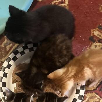 Fjord -  Domestic Short Hair Cat Available for Adoption in Mt. Juliet, Tennessee - Fjord | PetCurious