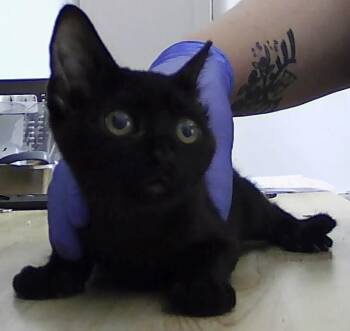 Adaire -  Domestic Short Hair Cat for Adoption in Dayton, Minnesota - Adaire | PetCurious