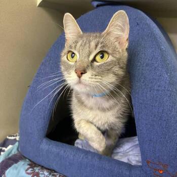 Bluebell -  Domestic Short Hair Cat for Adoption in New York, New York - Bluebell | PetCurious