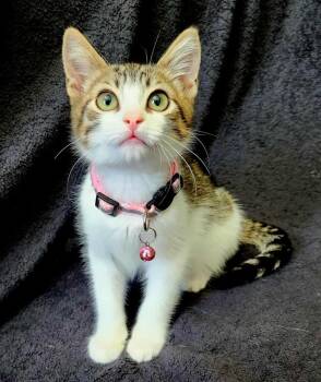 Rescue Turkish Van Cats for Adoption in Calimesa, California - Shrimp Fried Rice | PetCurious