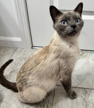 Vi -  Siamese Cat for Adoption in Walled Lake, Michigan - Vi | PetCurious