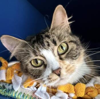 Cindy -  Domestic Medium Hair Cat for Adoption in Sault Ste. Marie, Michigan - Cindy | PetCurious