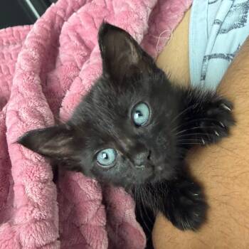 Domestic Short Hair Cats Available for Adoption in Austin, Texas - Jambalaya 6 | PetCurious