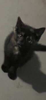 Rescue Tortoiseshell Cats for Adoption in Plano, Texas - Gaby | PetCurious