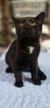 Winston -  Domestic Short Hair Cat for Adoption in Crossville, Tennessee - Winston | PetCurious