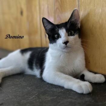 Rescue Tuxedo Cats for Adoption in Southern Pines, North Carolina - Domino | PetCurious