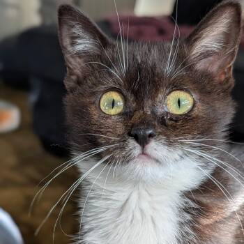 Rescue Domestic Medium Hair Cats for Adoption in Avon, New York - Sugar | PetCurious