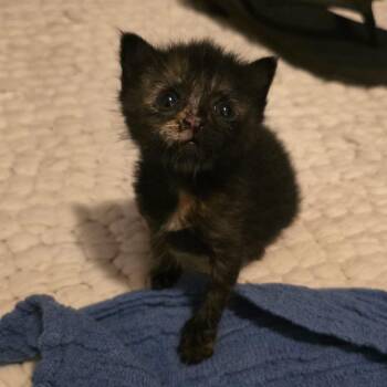 Domestic Short Hair Cats Available for Adoption in Tupelo, Mississippi - Naomi - 041002U | PetCurious
