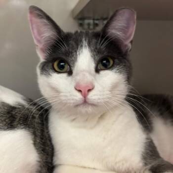 Domestic Short Hair Cats Available for Adoption - Oliver | PetCurious