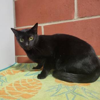 Domestic Short Hair Cats Available for Adoption in Cabot, Arkansas - Momma Cat | PetCurious