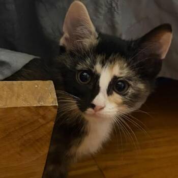 Celine -  Domestic Short Hair Cat for Adoption in North Myrtle Beach, South Carolina - Celine | PetCurious
