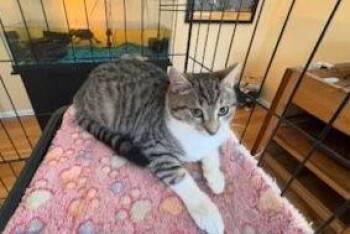 Tabby Cats Available for Adoption - Niki (FCID# 12/29/2025 - 41) DC | PetCurious