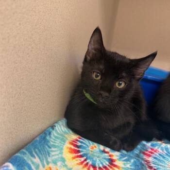 Alan -  Domestic Short Hair Cat for Adoption in Great Falls, Montana - Alan | PetCurious