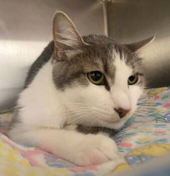 Inara -  Domestic Short Hair Cat for Adoption in Fall River, Massachusetts - Inara | PetCurious