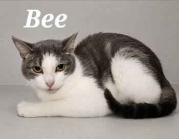 Bee -  Domestic Short Hair Cat for Adoption in Monroeville, Pennsylvania - Bee | PetCurious