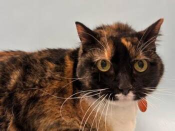 Bonnie -  Domestic Short Hair Cat for Adoption in Golden Valley, Minnesota - Bonnie | PetCurious