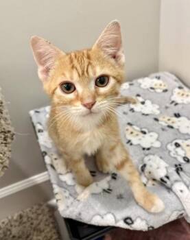 Cornbread -  Domestic Short Hair Cat for Adoption in Savannah, Georgia - Cornbread | PetCurious