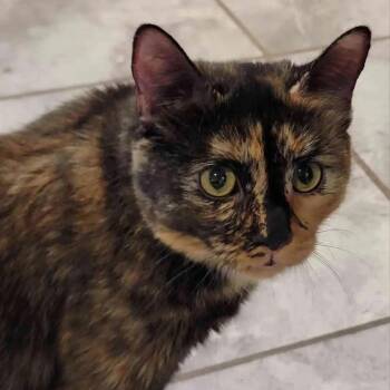 Angel -  Domestic Short Hair Cat for Adoption in Florham Park, New Jersey - Angel | PetCurious