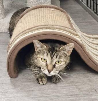 Mila -  Domestic Short Hair Cat for Adoption in Allegan, Michigan - Mila | PetCurious