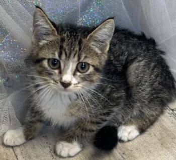 Miss Puff -  Domestic Medium Hair and Domestic Short Hair Cat for Adoption in Shreveport, Louisiana - Miss Puff | PetCurious