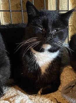 Domestic Short Hair Cats Available for Adoption in Dalton, Georgia - Janet | PetCurious