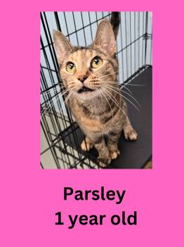Parsley -  Domestic Short Hair Cat for Adoption in Ravenna, Ohio - Parsley | PetCurious
