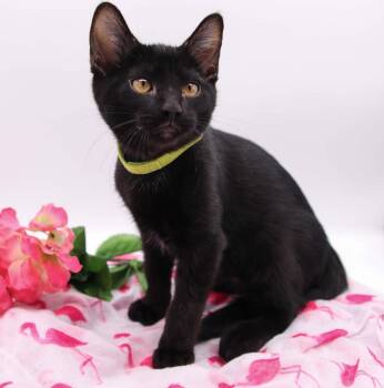 Domestic Short Hair Cats Available for Adoption in Muskegon, Michigan - Shadow (Monty III) | PetCurious