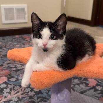 Cobalt -  Domestic Medium Hair and Tuxedo Cat for Adoption in East Amherst, New York - Cobalt | PetCurious