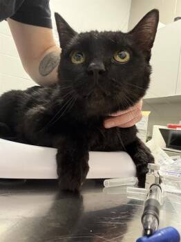 MARVEL -  Domestic Short Hair Cat for Adoption in Indianapolis, Indiana - MARVEL | PetCurious