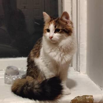 Padme -  Domestic Long Hair Cat for Adoption in Montreal, Quebec - Padme | PetCurious