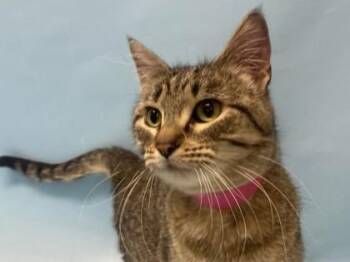 Domestic Short Hair Cats Available for Adoption - Nora | PetCurious