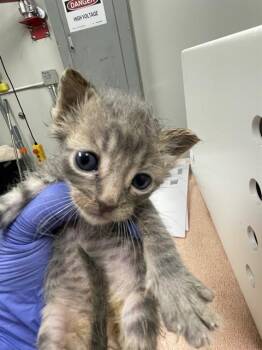 Domestic Short Hair Cats Available for Adoption in Ontario, California - FISH - FOSTER NEEEDED | PetCurious