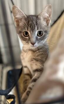 Rescue Domestic Short Hair Cats for Adoption in Dalton, Georgia - Winston | PetCurious