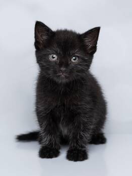 Eloise Myrtle -  Domestic Medium Hair Cat for Adoption in Kenhorst, Pennsylvania - Eloise Myrtle | PetCurious