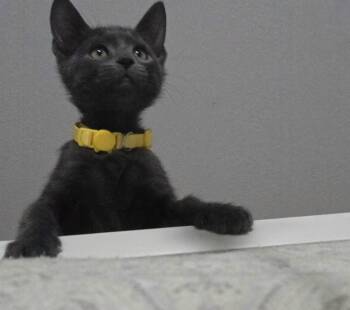 Mice Crispies -  Domestic Short Hair and Russian Blue Cat for Adoption in Dallas, Texas - Mice Crispies | PetCurious