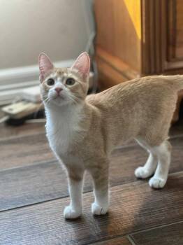 Rescue Domestic Short Hair Cats for Adoption in Gun Barrel City, Texas - Fage | PetCurious
