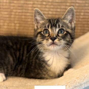 Porter -  Domestic Short Hair Cat for Adoption in Renton, Washington - Porter | PetCurious